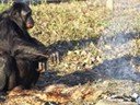 Kanzi, un bonobo que fabrica y utiliza herramientas como los humanos de la edad de piedra Kanzi, un bonobo que fabrica y utiliza herramientas como los humanos de la edad de piedra