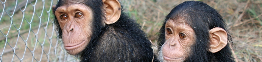 Jóvenes chimpancés