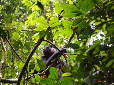 Bonobo1.jpg