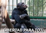 Libertad para Toti