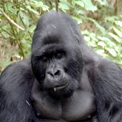 Gorilla.jpg