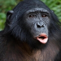 Bonobo macho