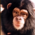 Chimpancex.jpg