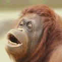 Orangutanx.jpg
