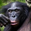 Bonobo hembra