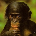 Bonobo joven
