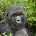 Gorilla beringei hembra