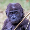 Gorilla gorill joven