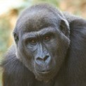 Gorilla gorilla hembra