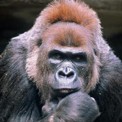 Gorilla gorilla macho