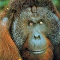 Orangutan de Sumatra (macho)