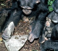 Algunos chimpancés ya están en la Edad de Piedra afirman científicos de 3 continentes
