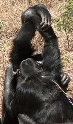 Cada «tribu» de chimpancé tiene su propio saludo