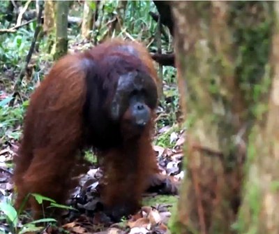 Chasquidos de orangutanes explicarían origen de lenguaje humano