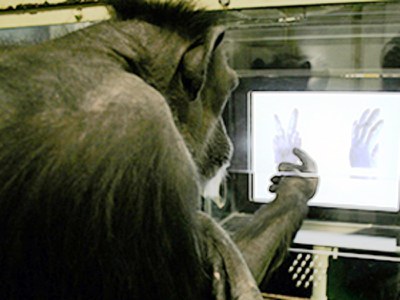 Chimpancés juegan a piedra, papel, tijera como niños de cuatro años