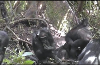 Científicos asisten al nacimiento de una nueva tradición cultural entre chimpancés