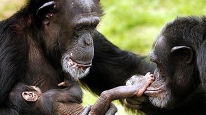Crimen y castigo entre chimpancés
