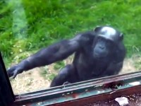 Desgarrador: chimpancé implora que le abran la jaula