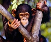 El comercio ilegal amenaza a los grandes simios y otros primates 