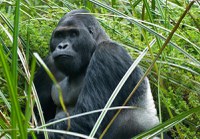El gorila más grande del mundo pierde el 80% de su población en 20 años