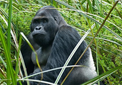 El gorila más grande del mundo pierde el 80% de su población en 20 años