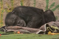 Una sentencia judicial reconoce a la chimpancél Cecilia como persona, la aplica un "habeas corpus" y será trasladada de Mendoza a Brasil