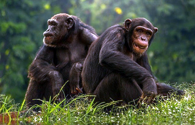 Humanos y chimpancés comparten las mismas leyes del lenguaje de señas