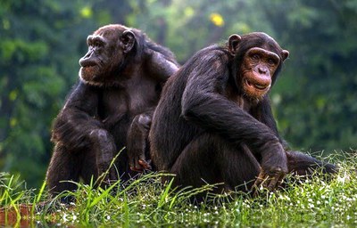 Humanos y chimpancés comparten las mismas leyes del lenguaje de señas