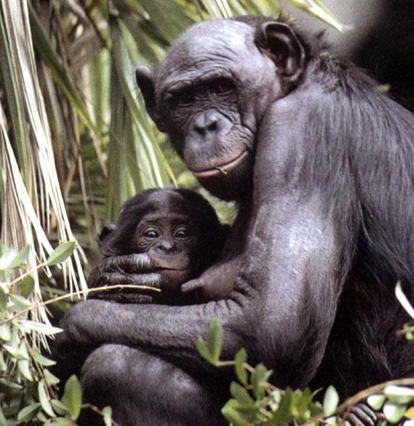 Los bonobos son más similares a los humanos de lo que se cree 