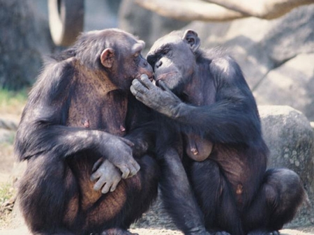 Los chimpancés crean confianza con amigos