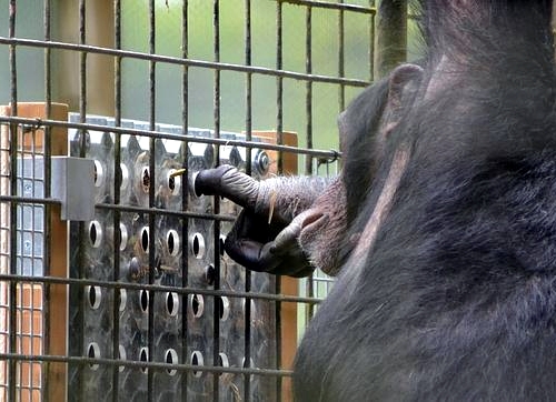 Los chimpancés resuelven rompecabezas por diversión
