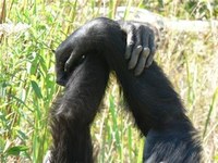 Los chimpancés son capaces de crear tradiciones sociales