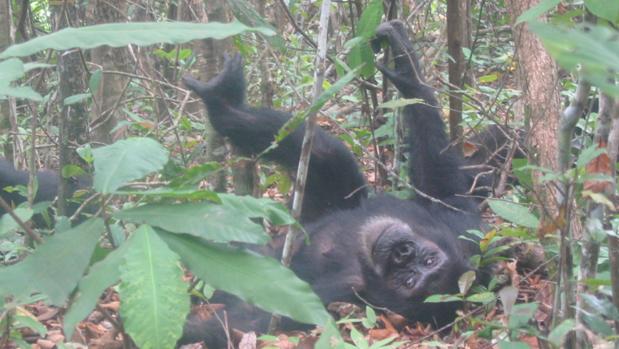 Los chimpancés también tienen una personalidad para toda la vida