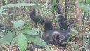 Los chimpancés también tienen una personalidad para toda la vida