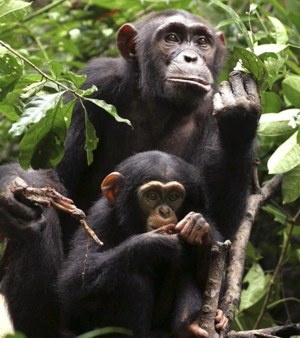 Los chimpancés tienen un sentido de la justicia similar al de los humanos