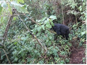 Los gorilas adolescentes saben desmontar trampas