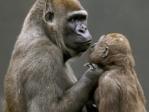 Los gorilas se comunican con sus bebés mediante gestos.