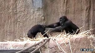 Los gorilas usan gestos para calmar a sus bebés