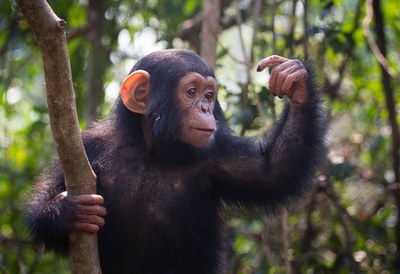 Los grandes simios pueden adivinar lo que estás pensando