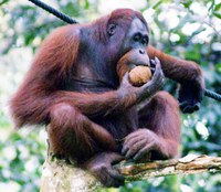 Los orangutanes consideran opciones antes de tomar una decisión