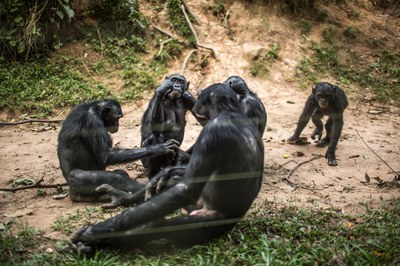 Los simios pueden tener la clave de la generosidad humana