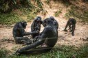 Los simios pueden tener la clave de la generosidad humana