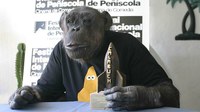 Muere Jiggs, el chimpancé que interpretaba el papel de "Cheeta" en las peliculas de Tarzán.