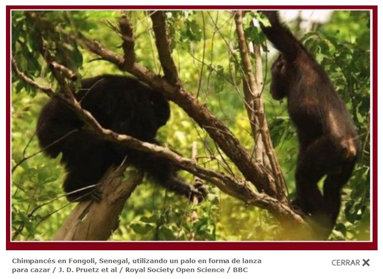 Nuevos datos sobre los chimpancés que han aprendido a cazar con lanzas