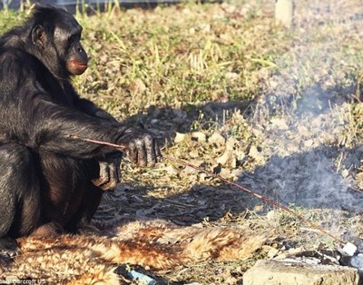 Un bonobo fabrica y usa herramientas como las de los primeros humanos