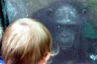 Un chimpancé ayuda a hablar, por primera vez, a un niño autista.
