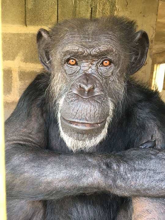 14 de julio, día internacional del chimpancé.