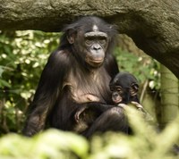 APDDA  (Asociación Parlamentaria en Defensa de los Derechos de los Animales) pregunta al Gobierno por la protección de los Grandes Simios