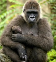 Camerún firma un acuerdo internacional sobre la conservación de los gorilas y de su hábitat.