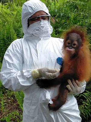 Compra de Equipos de Protección Individual para el personal que trabaja directamente con orangutanes rescatados.